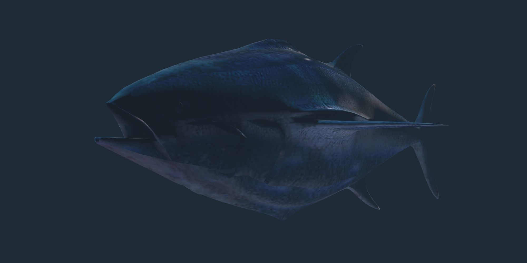 Tuna 3D model bluefin Low-poly 3D model_7