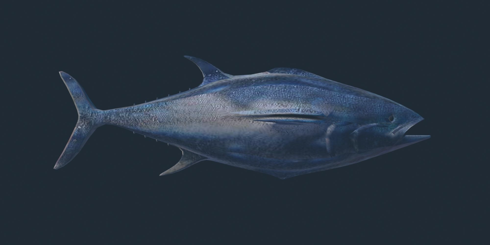 Tuna 3D model bluefin Low-poly 3D model_2