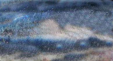 Tuna 3D model bluefin Low-poly 3D model_10