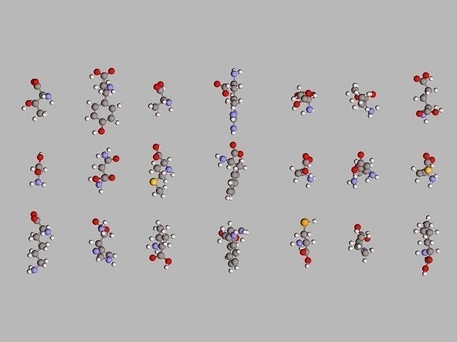 Collection of 21 alpha amino acids L- stereoisomers 3D model