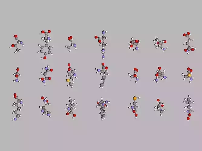 Collection of 21 alpha amino acids L- stereoisomers 3D model