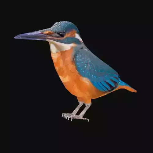 alcedo kingfisher Low-poly 3D model
