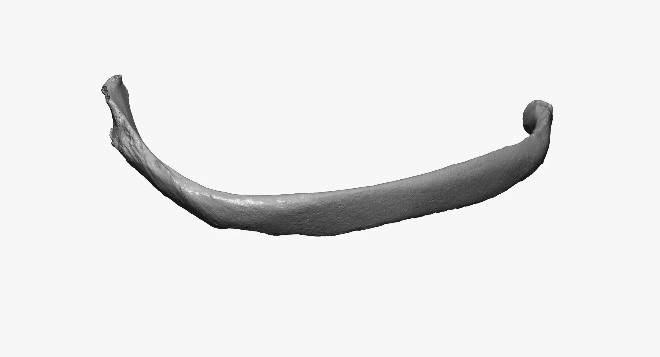 Real Costae Spurie False Rib 02 RAW SCAN 3D model