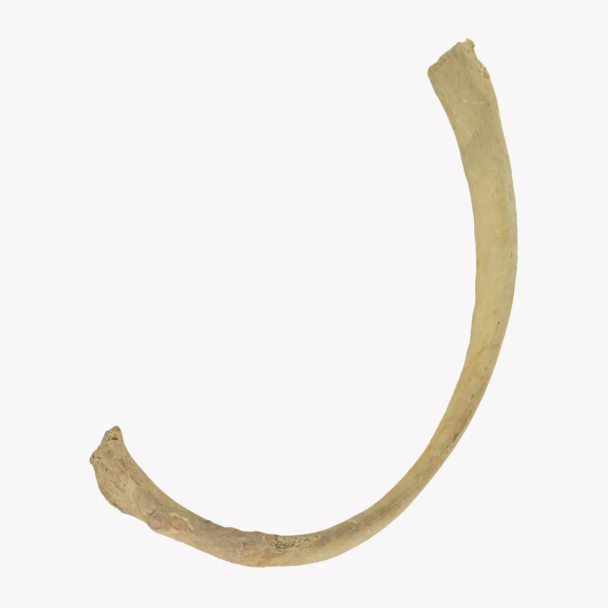 Real Costae Spurie False Rib 03 RAW SCAN 3D model