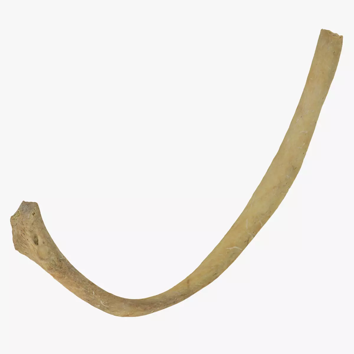 Real Costae Spurie False Rib 04 RAW SCAN 3D model