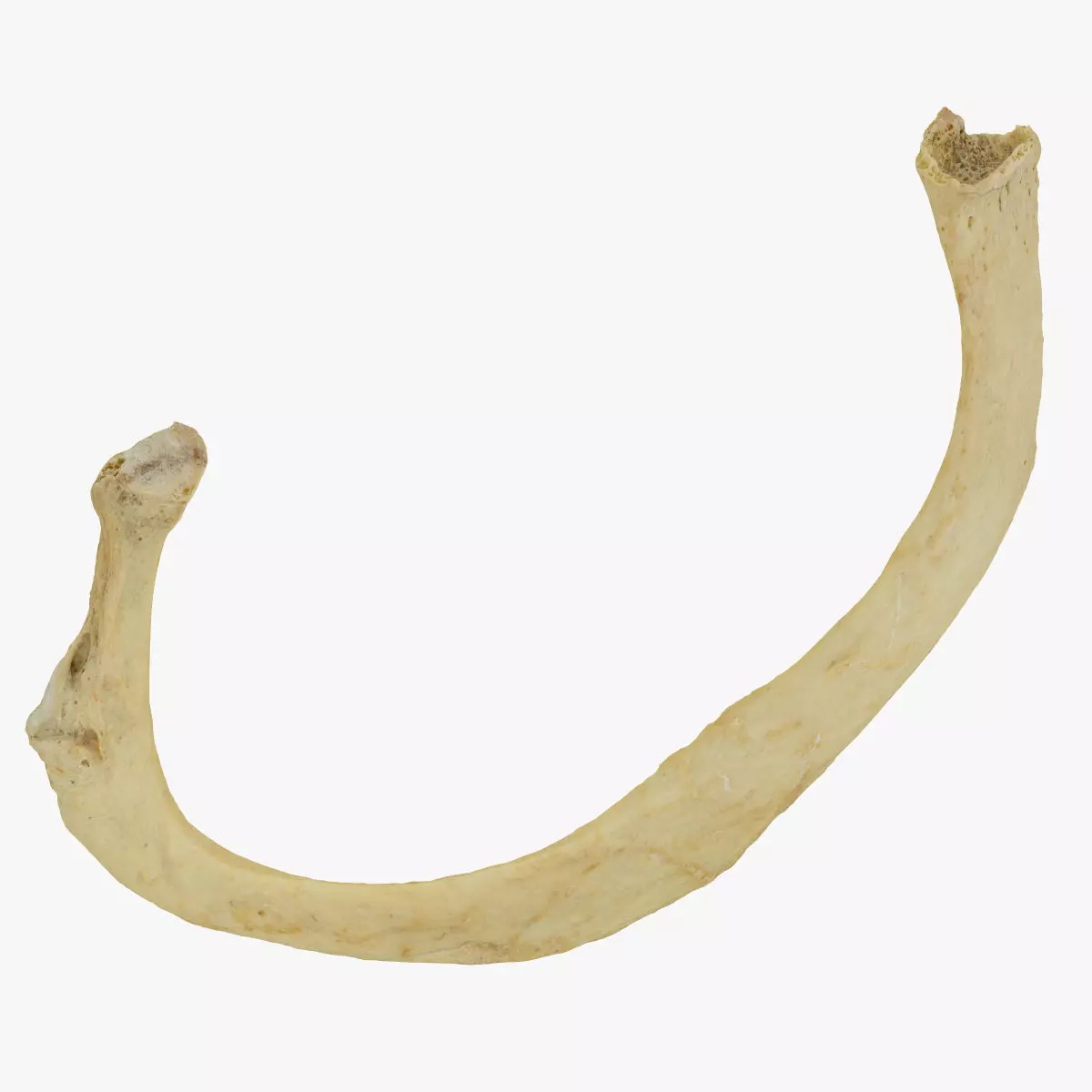 Real Costae Verae True Rib 01 RAW SCAN 3D model