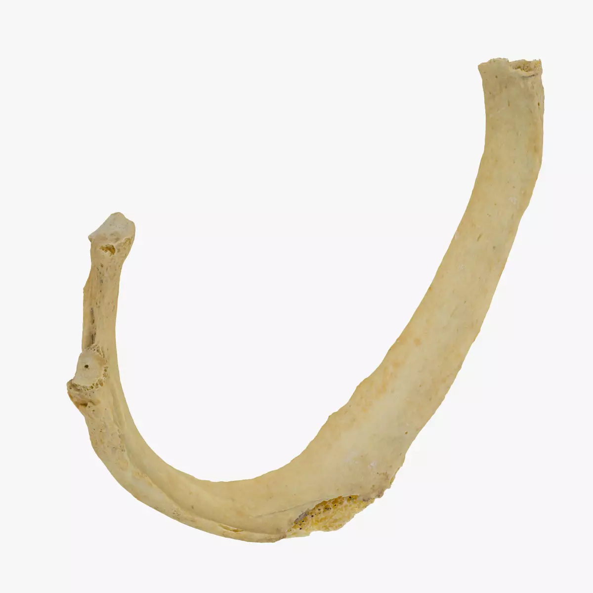 Real Costae Verae True Rib 01 02 RAW SCAN 3D model