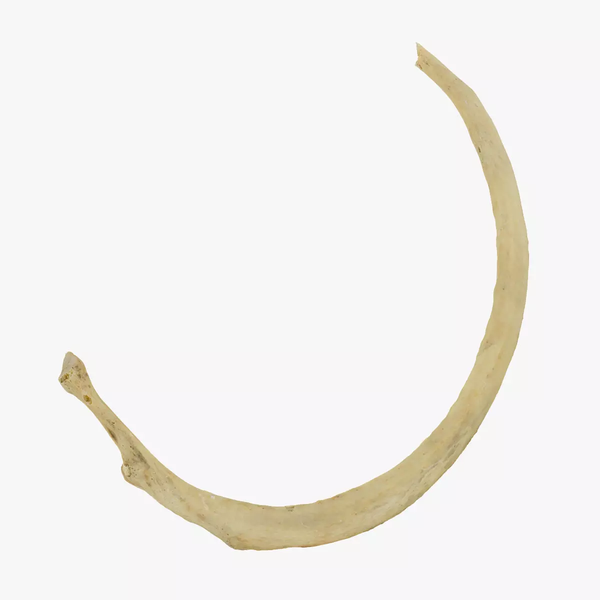 Real Costae Verae True Rib 03 RAW SCAN 3D model