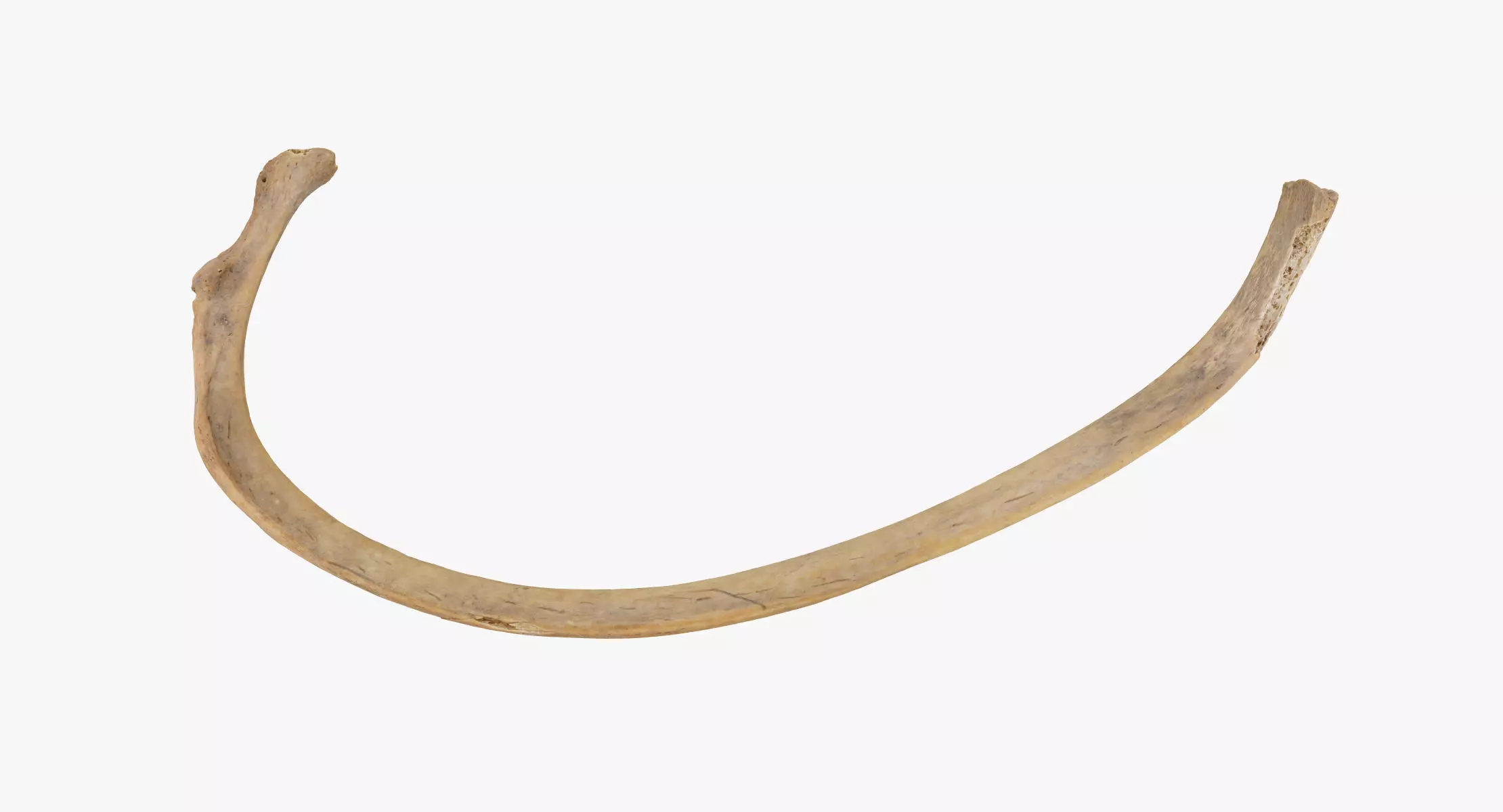 Real Costae Verae True Rib 04 02 RAW SCAN 3D model