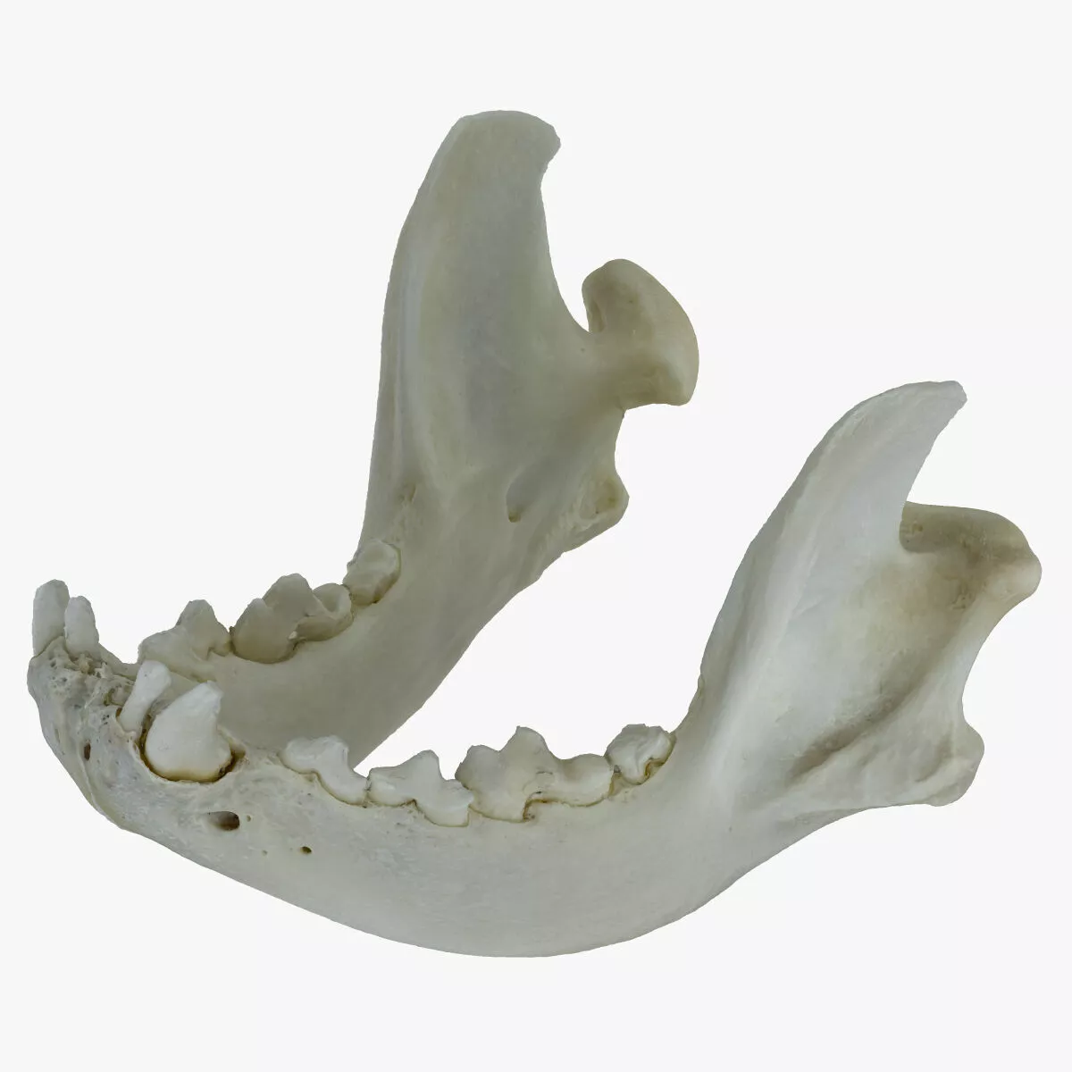 Real French Bulldog Jaw 01 RAW SCAN 3D model