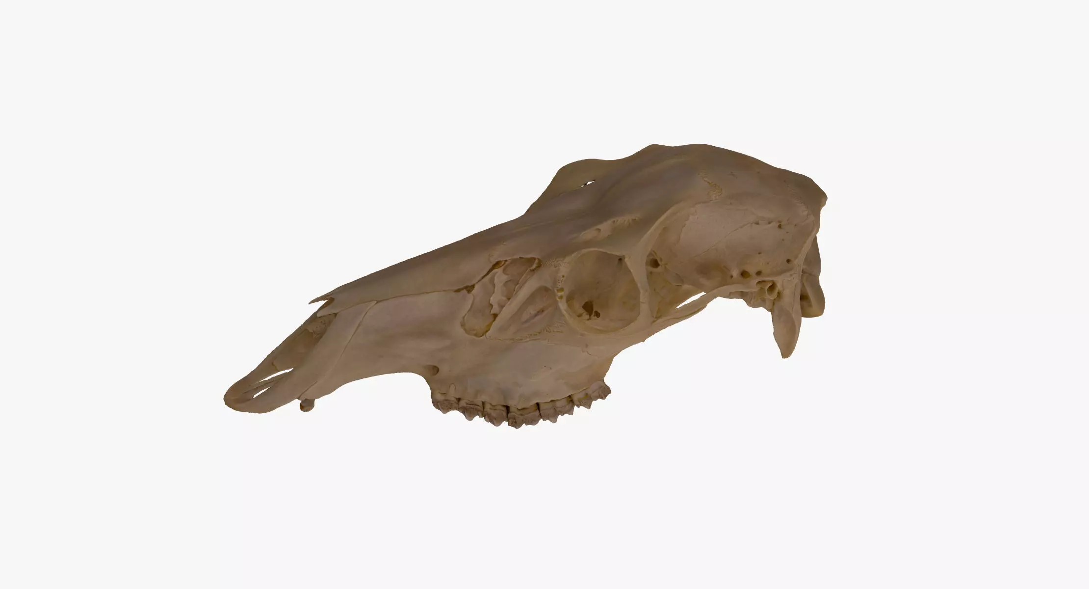 Real Red Deer Cervus Elaphus Female Skull 01 RAW SCAN 3D model