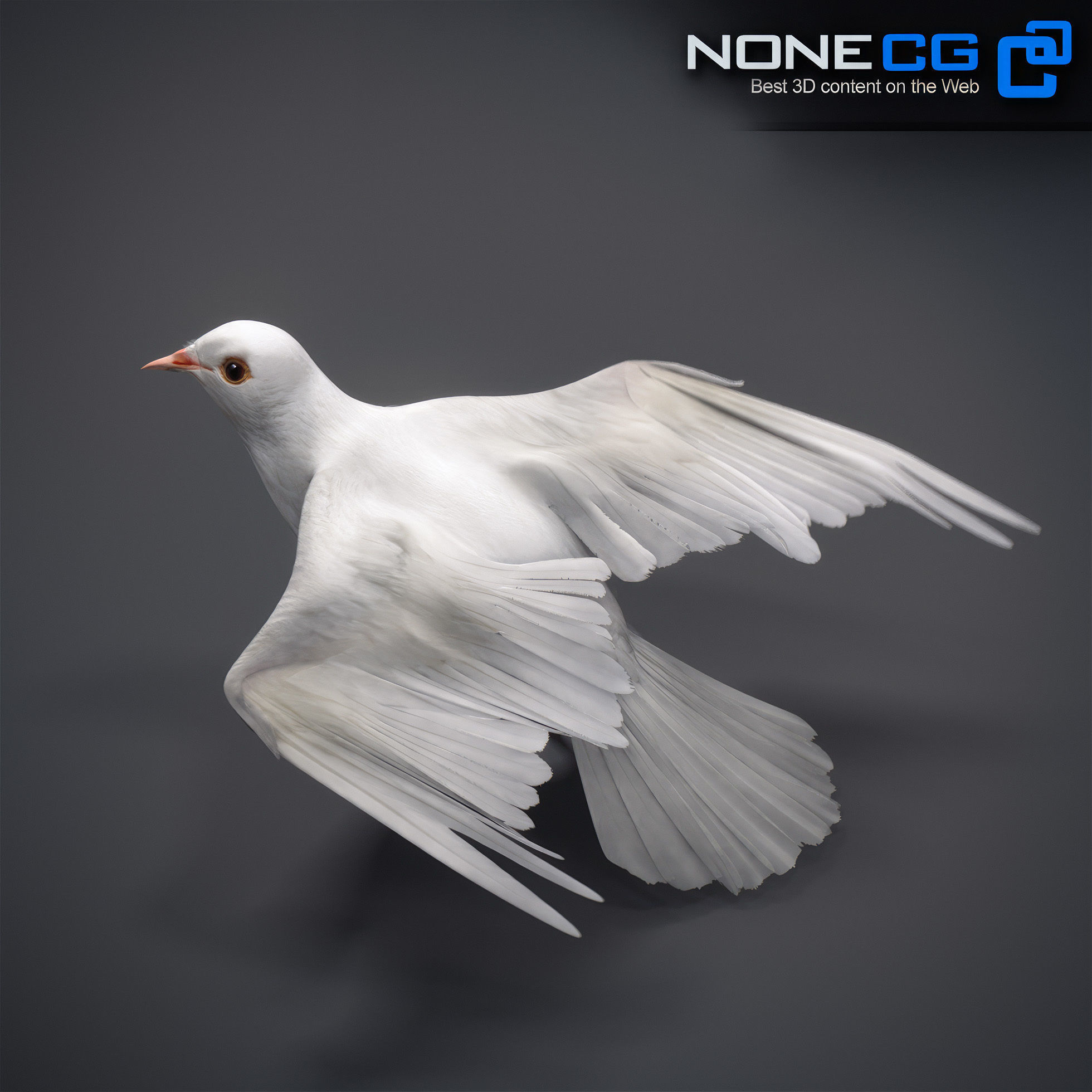 White Dove Animated 3D model_18