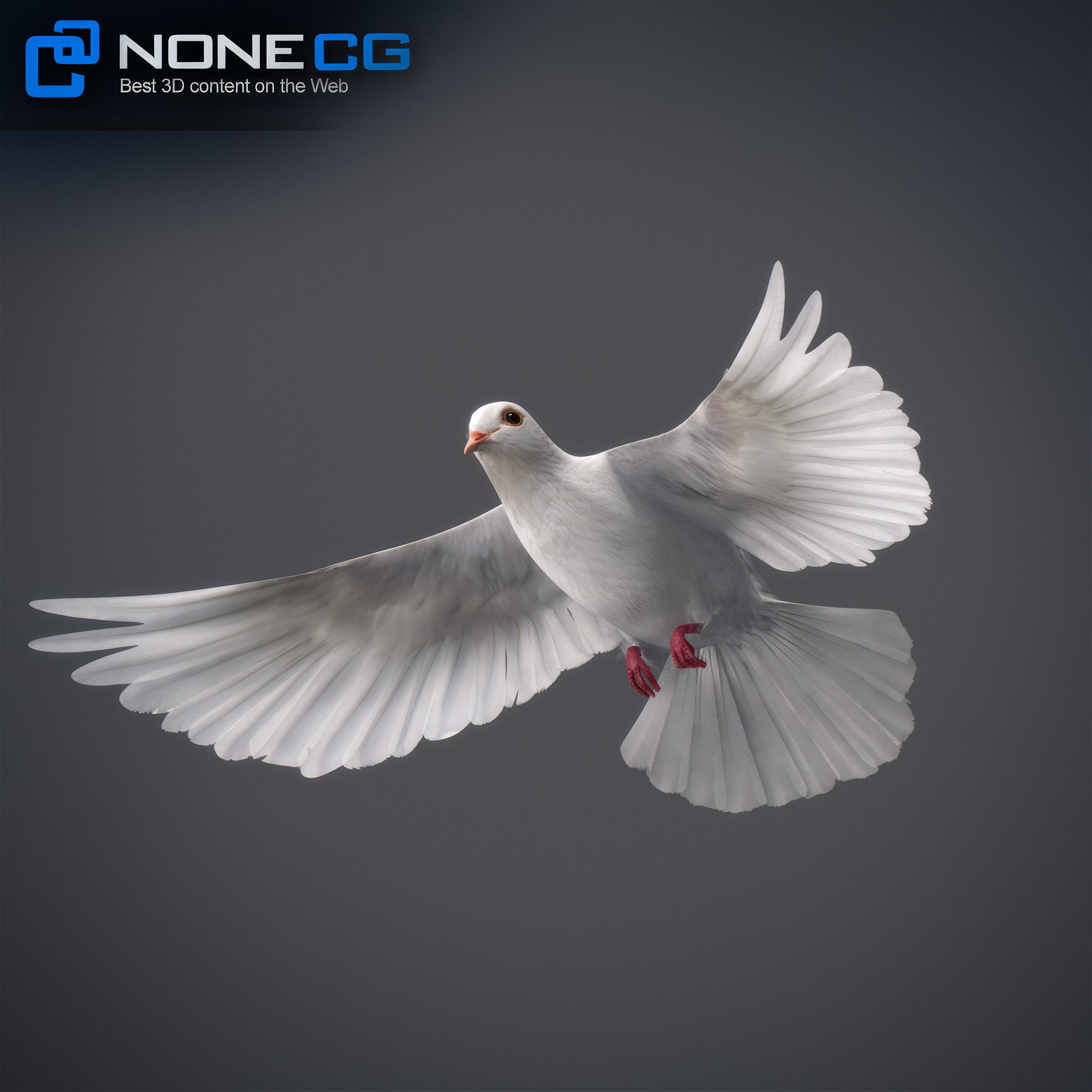 White Dove Animated 3D model_11