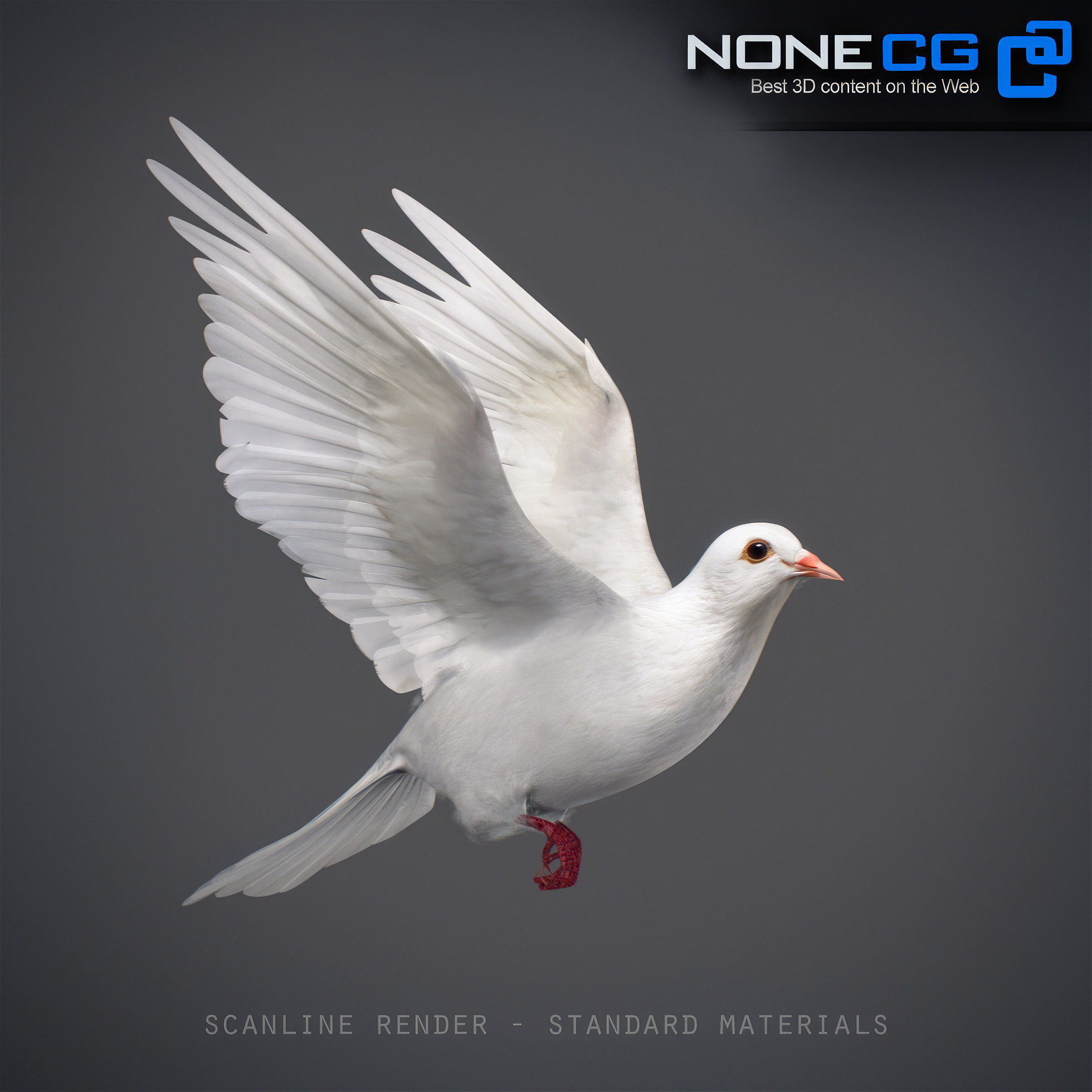 White Dove Animated 3D model_19