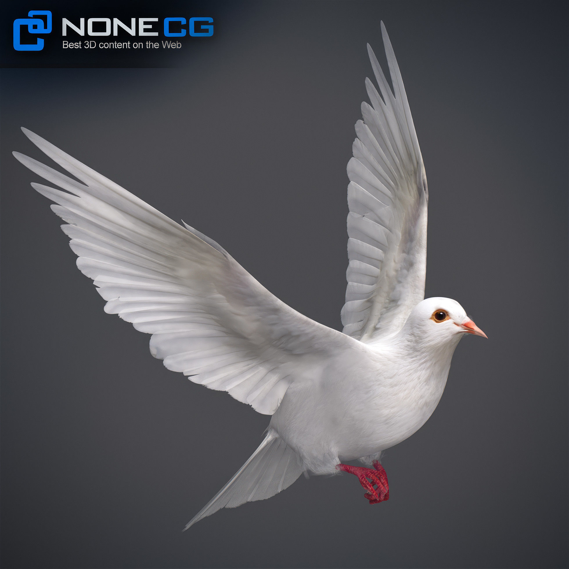 White Dove Animated 3D model_14
