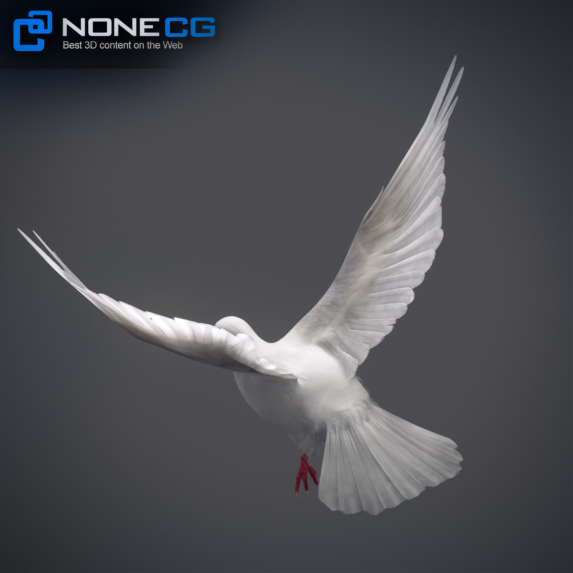 White Dove Animated 3D model_12