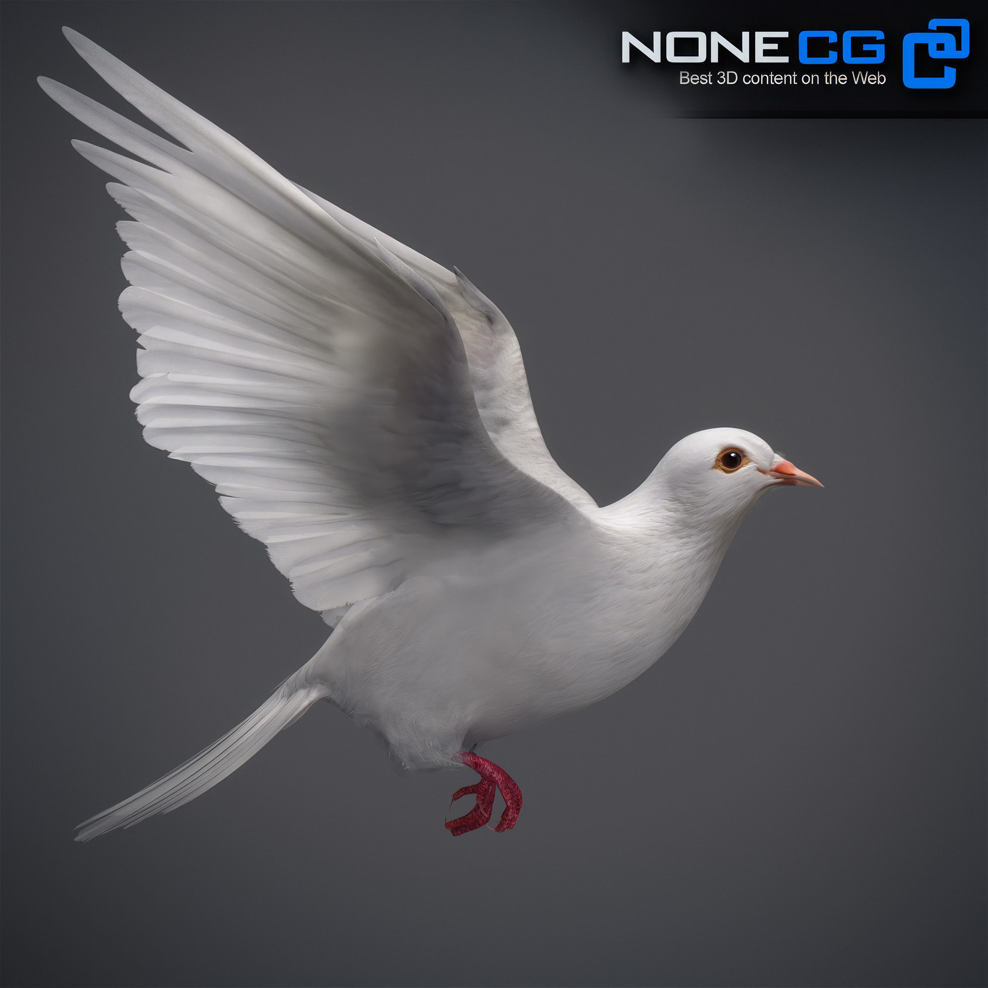 White Dove Animated 3D model_3