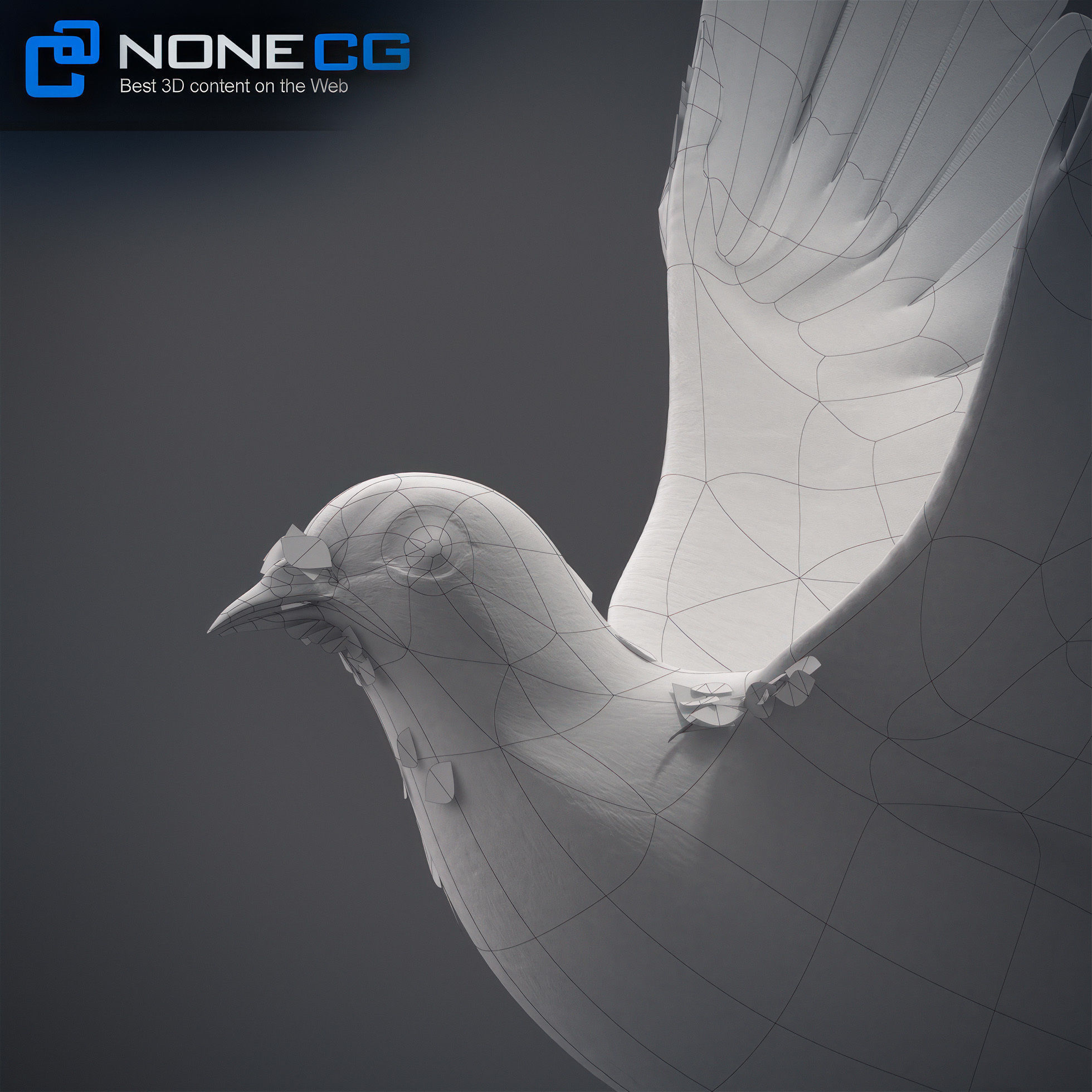 White Dove Animated 3D model_20