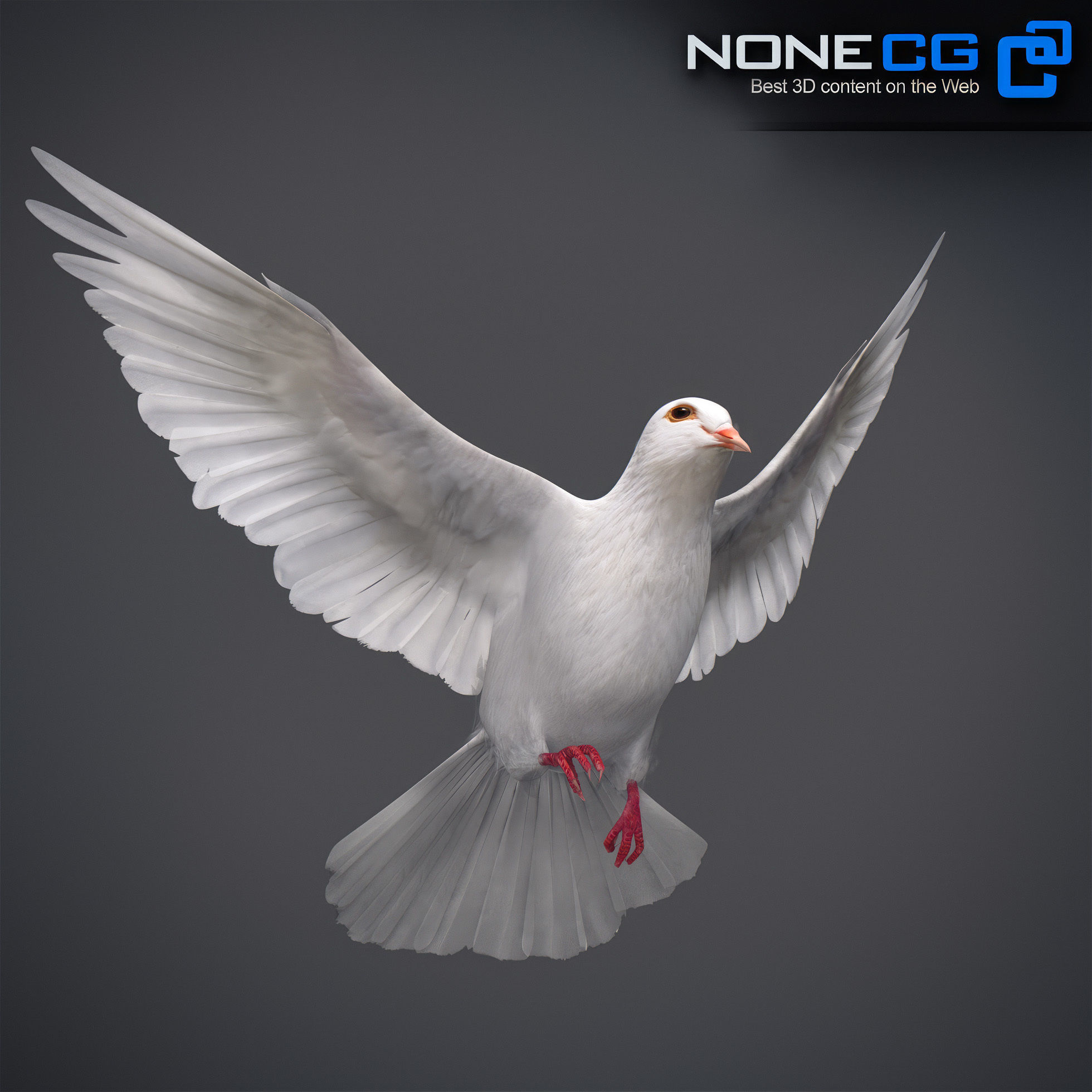 White Dove Animated 3D model_4