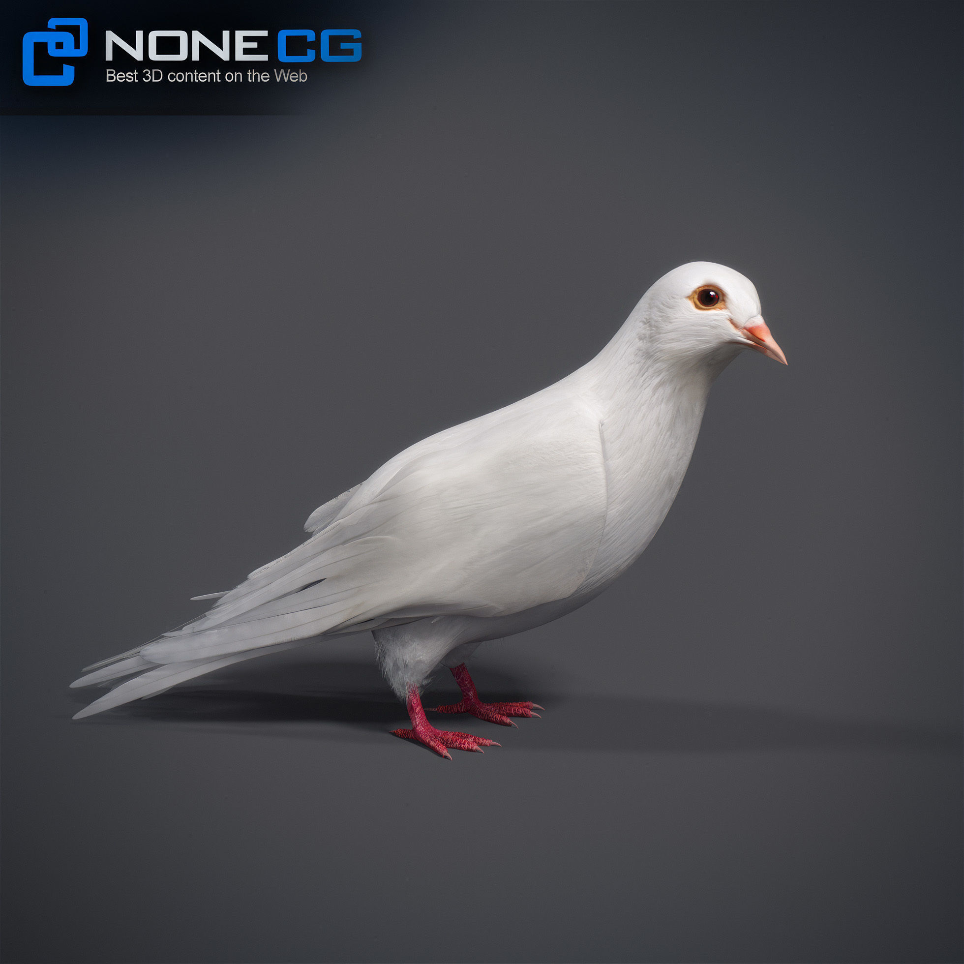 White Dove Animated 3D model_16