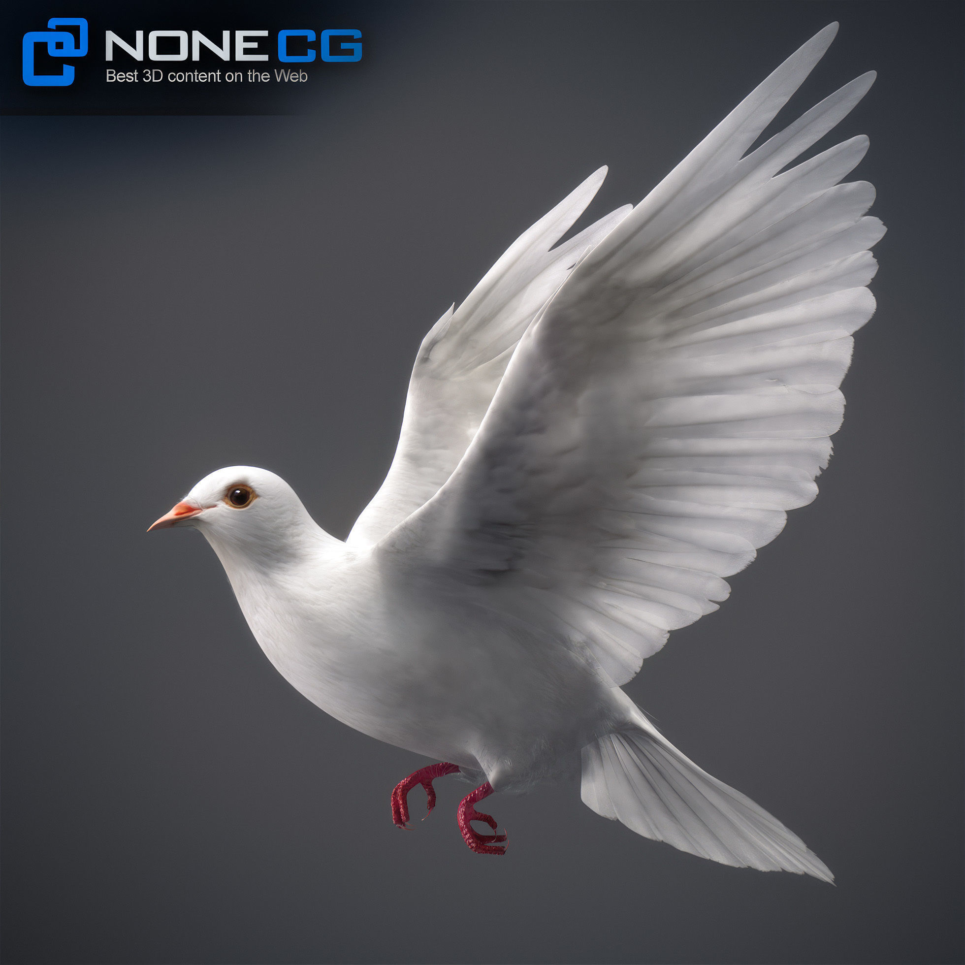 White Dove Animated 3D model_13