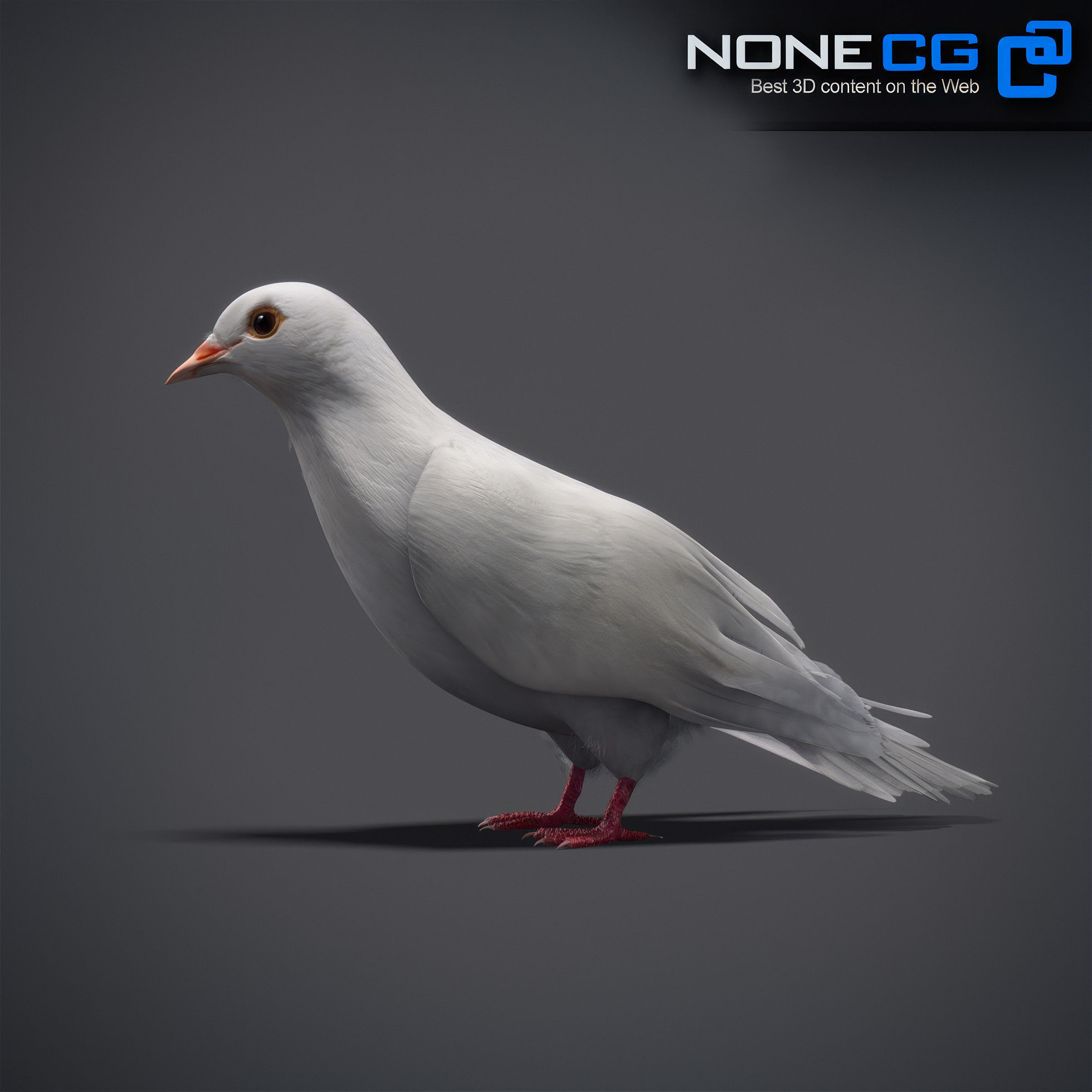 White Dove Animated 3D model_17