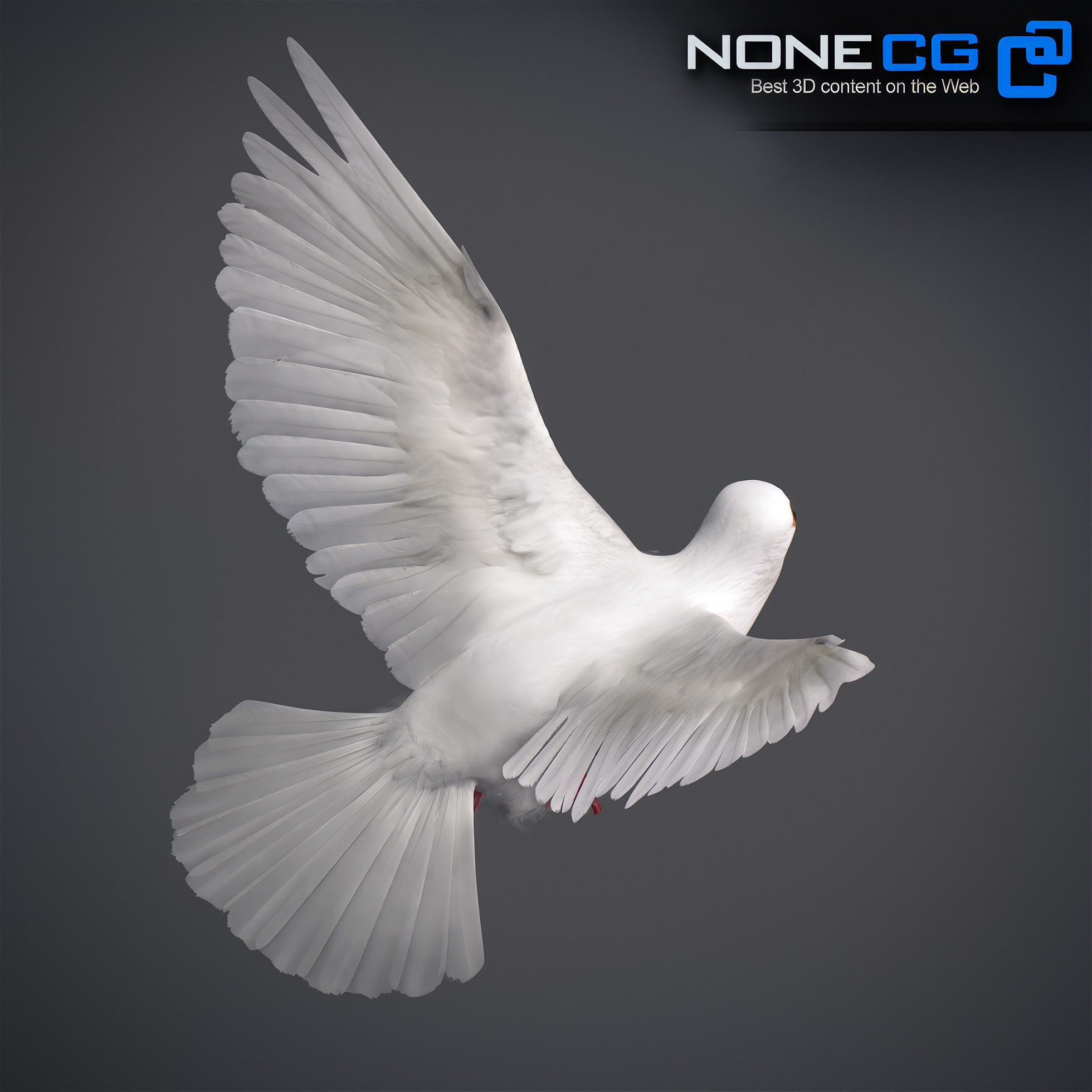 White Dove Animated 3D model_10