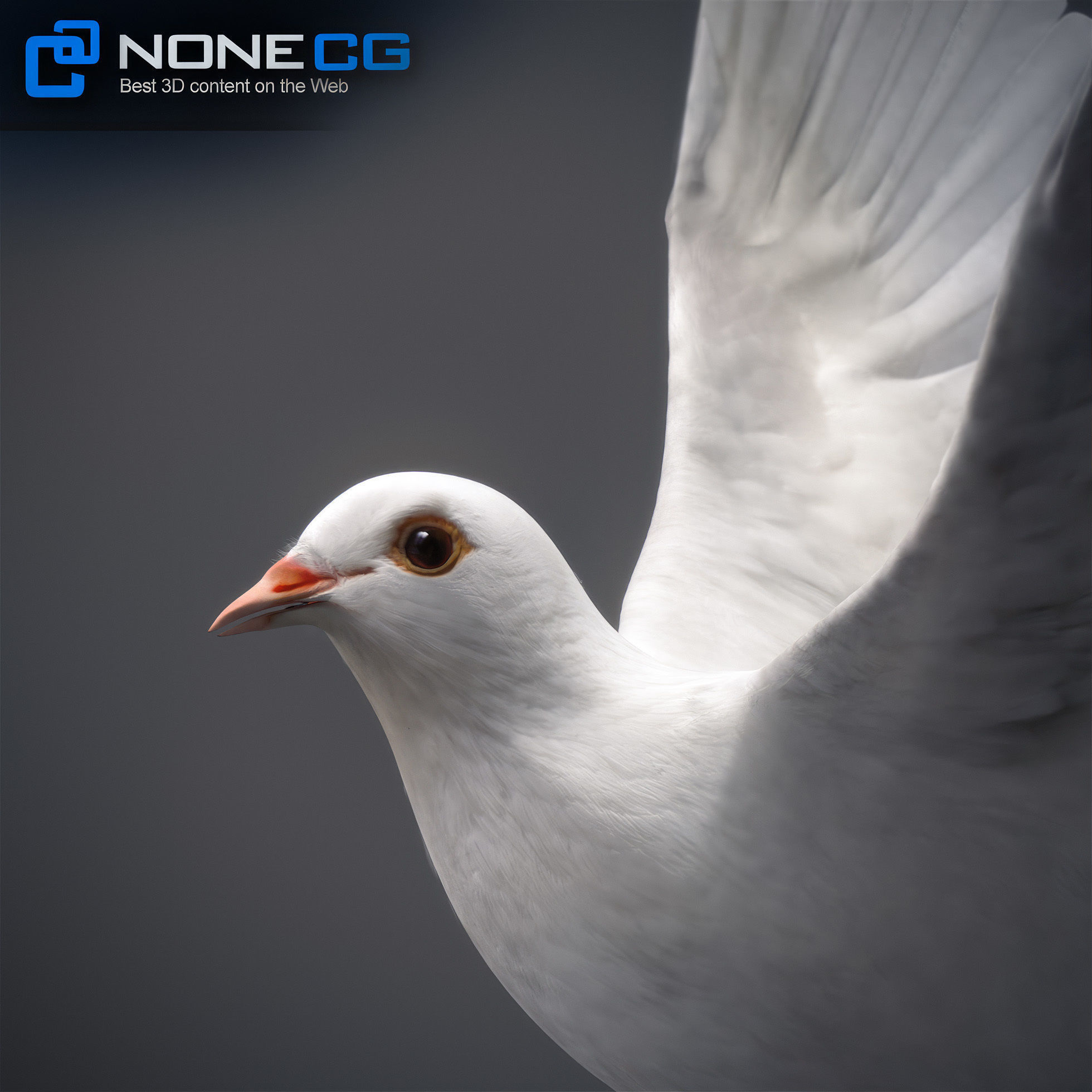 White Dove Animated 3D model_2