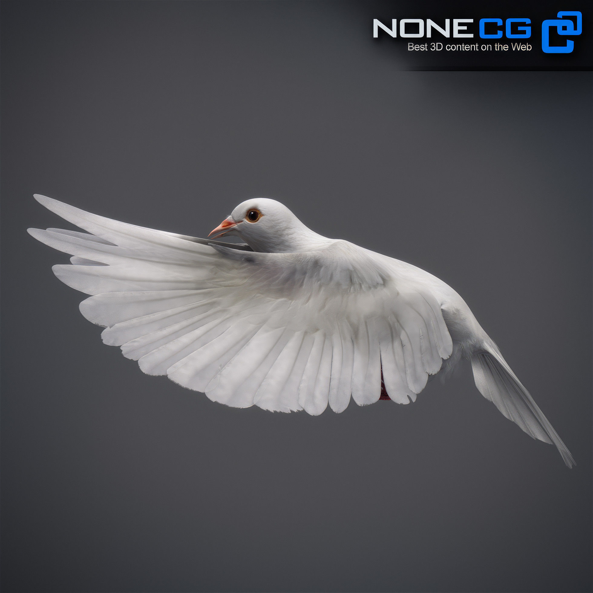 White Dove Animated 3D model_15
