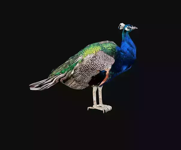 peacock Low-poly 3D model