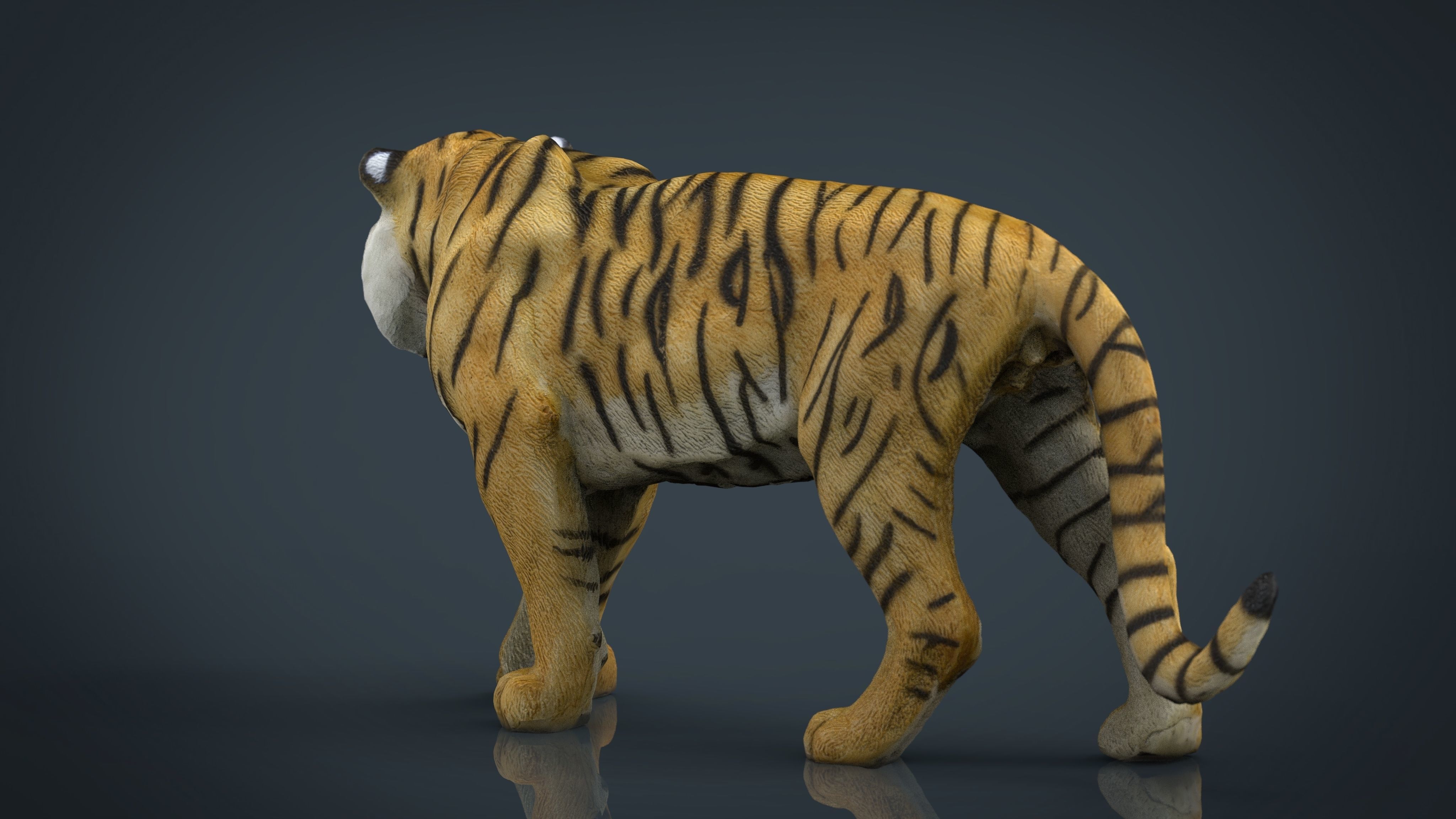 Tiger Low-poly 3D model_13