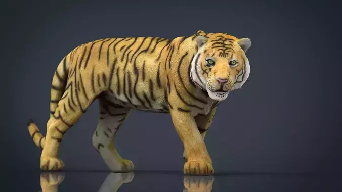 Tiger Low-poly 3D model