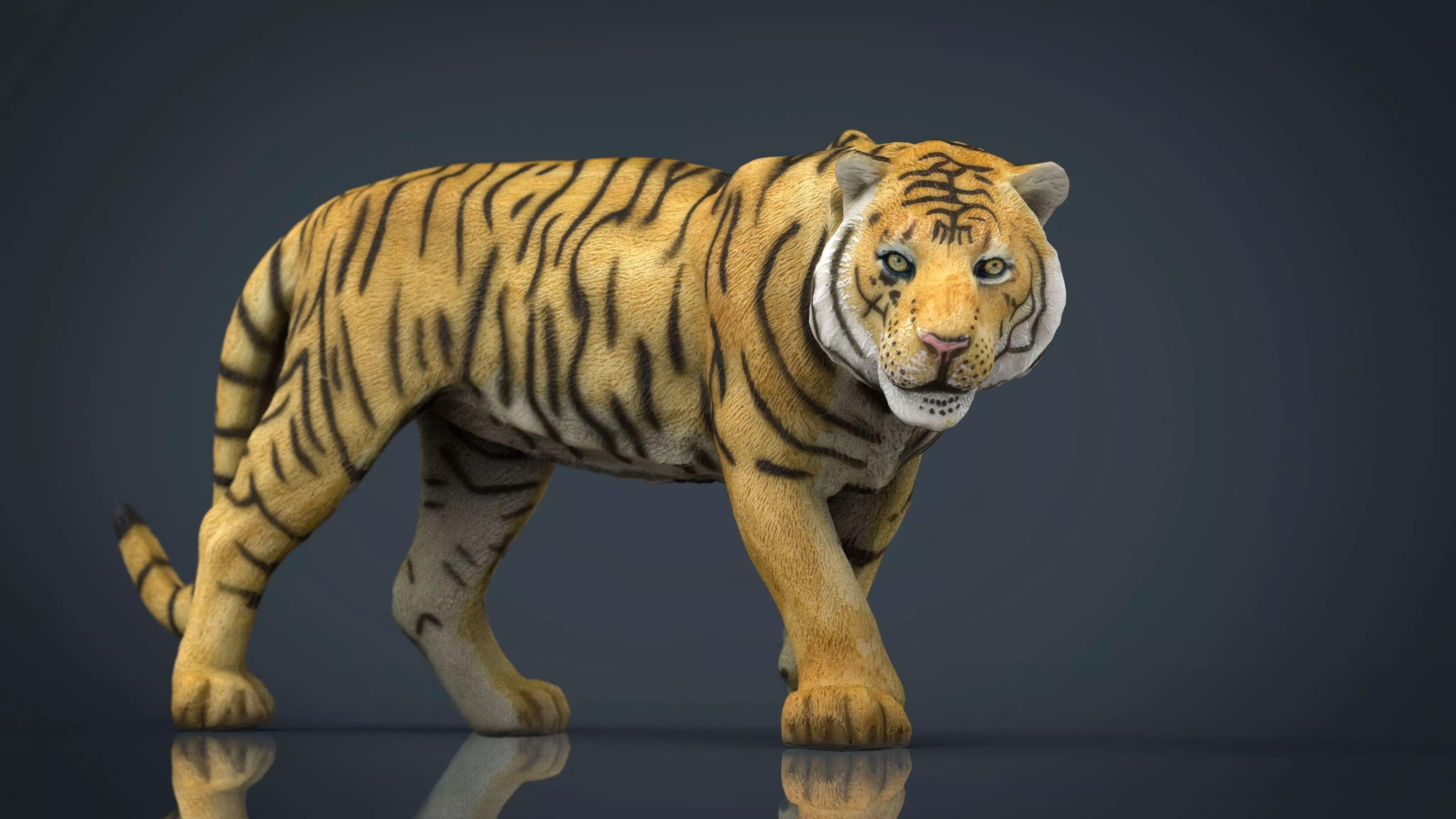 Tiger Low-poly 3D model_0