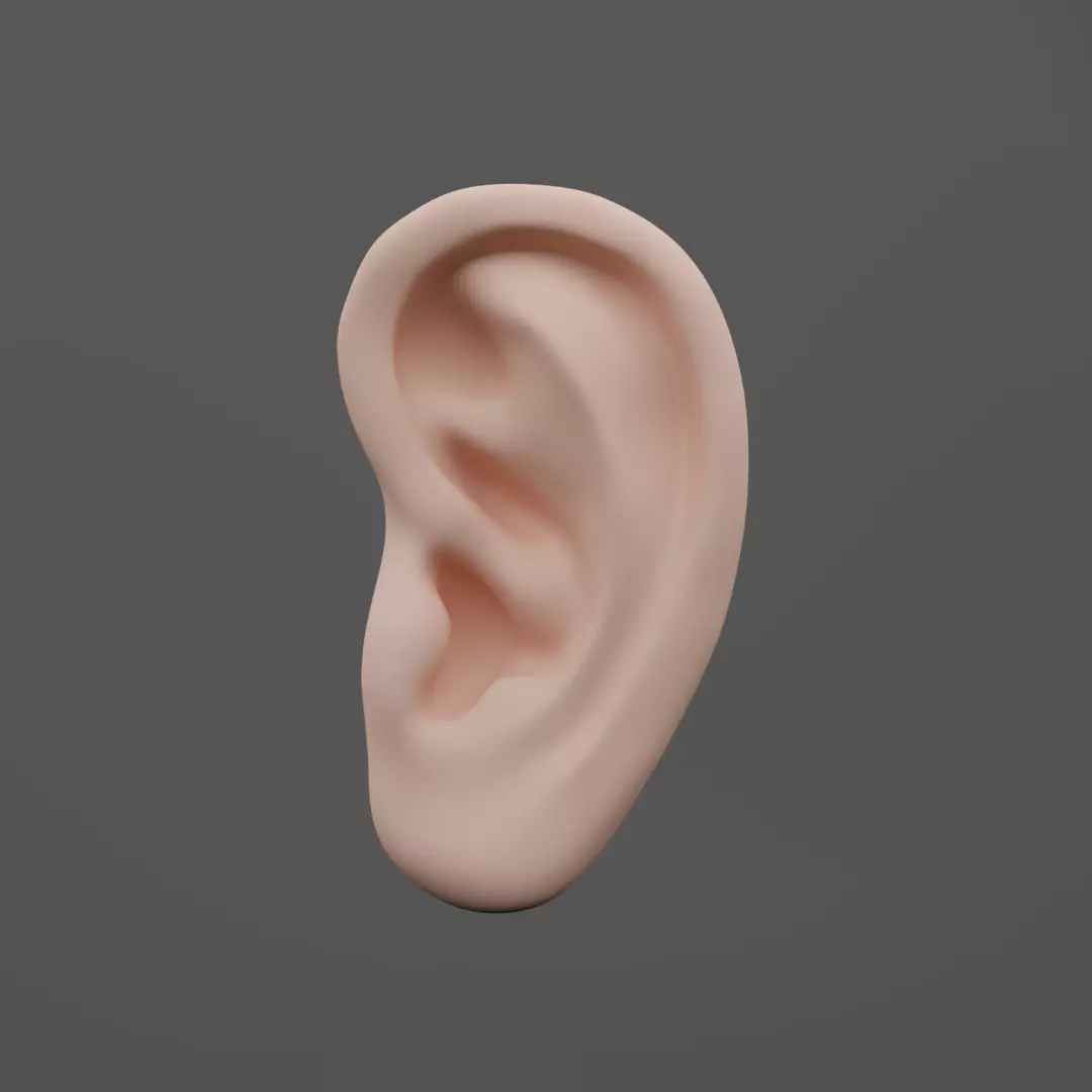 Human Ear 3D print model