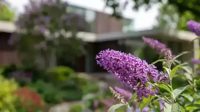 North America Garden 3D model 6
