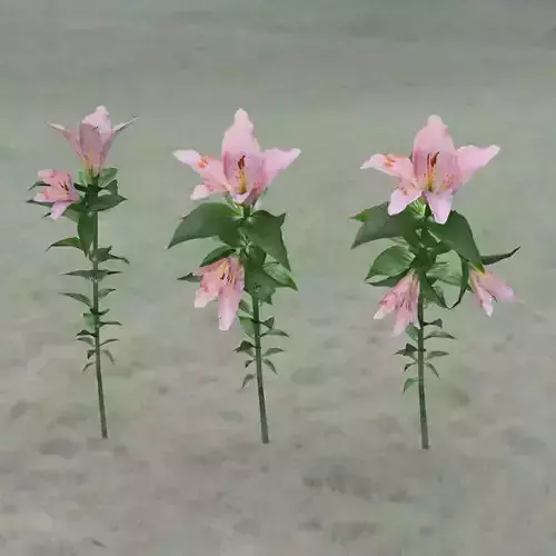 Tropical Pack Plants