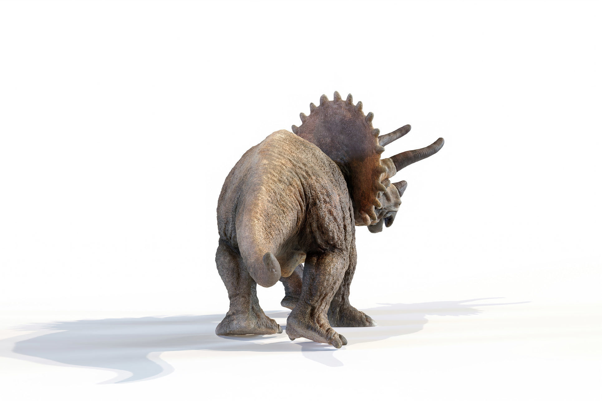 Triceratops dinosaur Low-poly 3D model_16