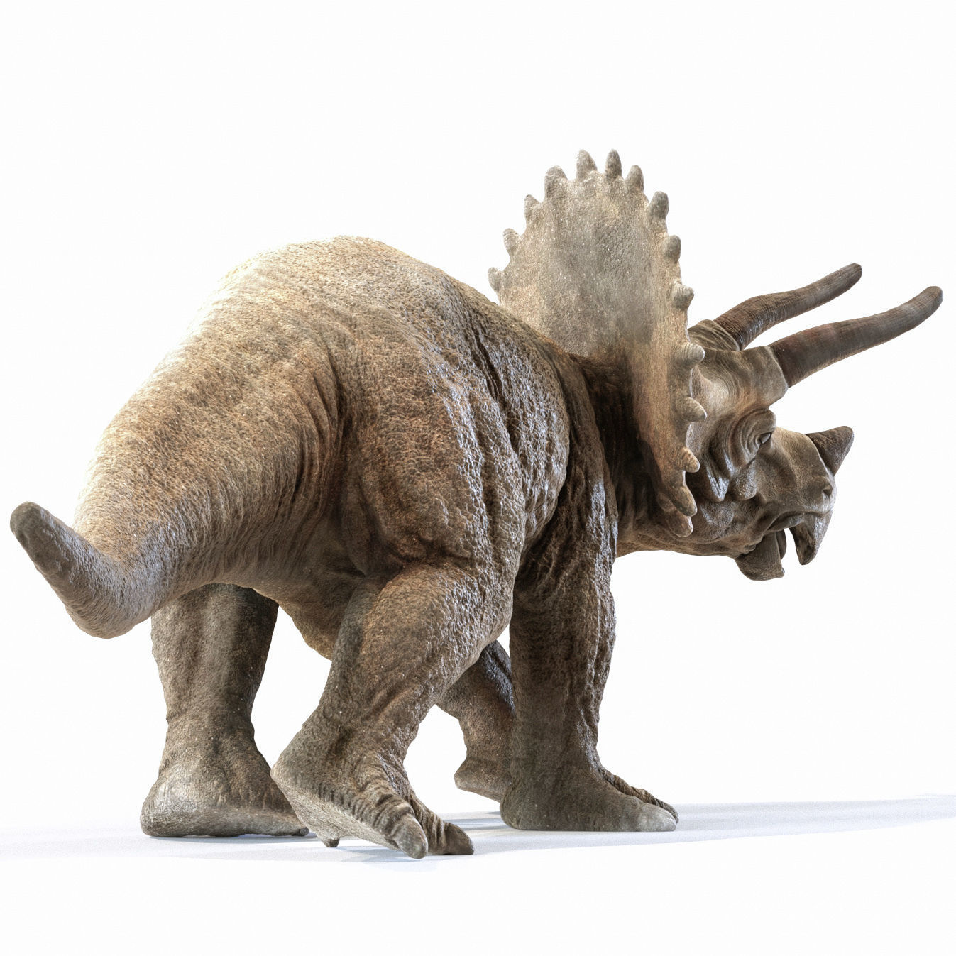 Triceratops dinosaur Low-poly 3D model_5