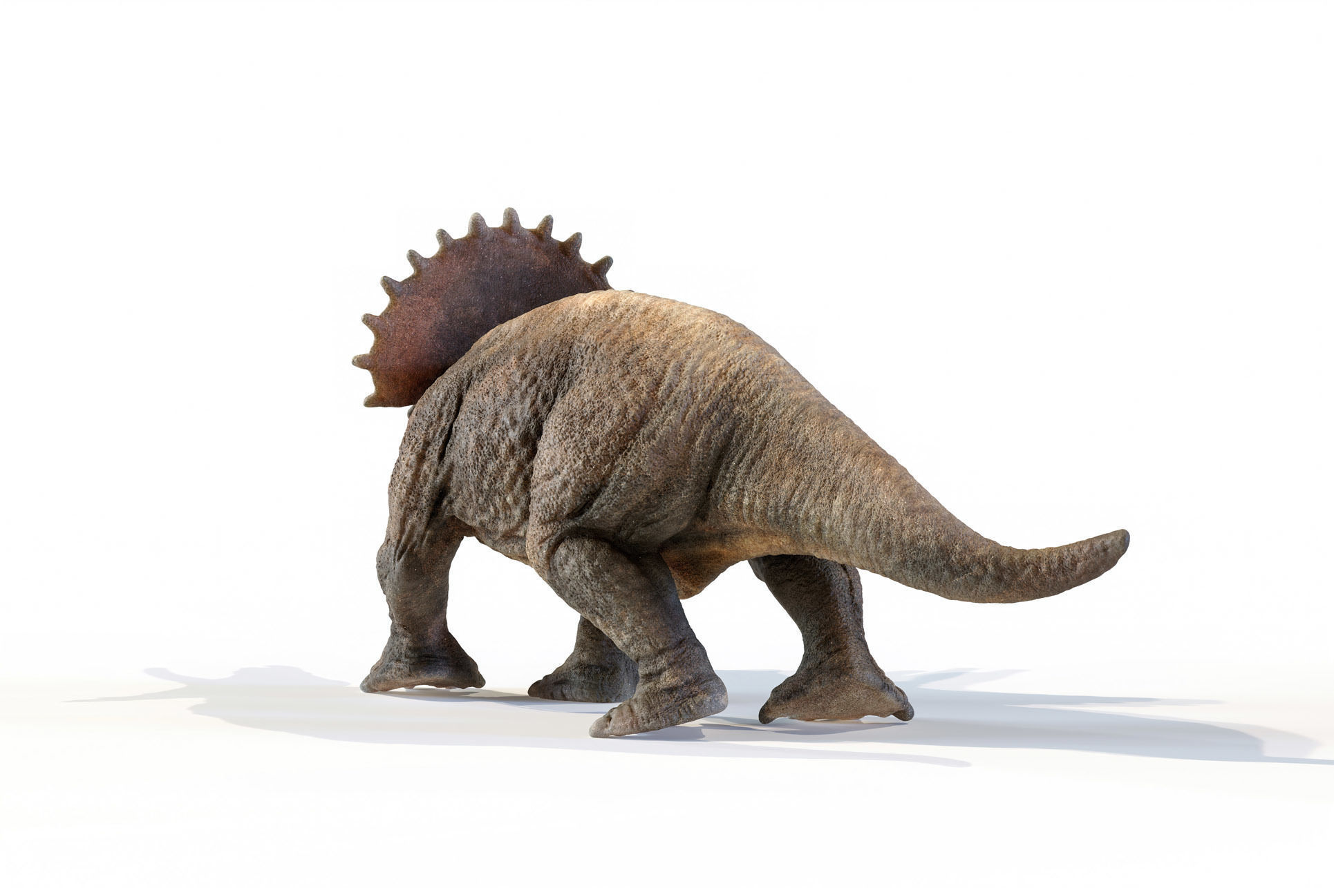 Triceratops dinosaur Low-poly 3D model_22