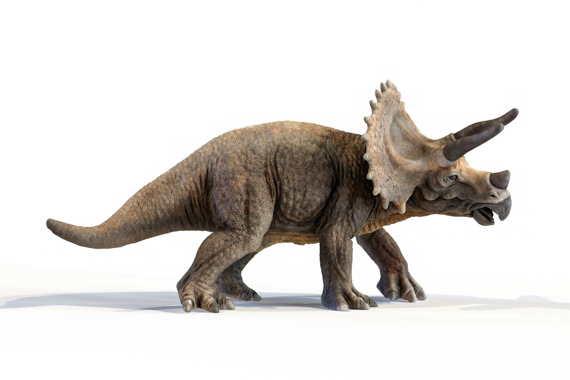 Triceratops dinosaur Low-poly 3D model_27