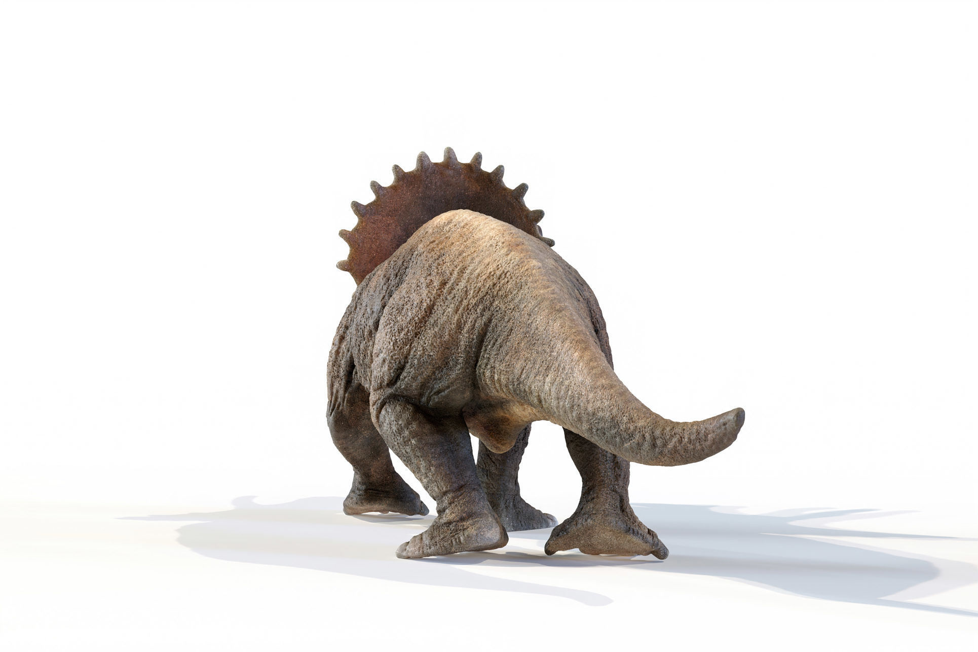Triceratops dinosaur Low-poly 3D model_18