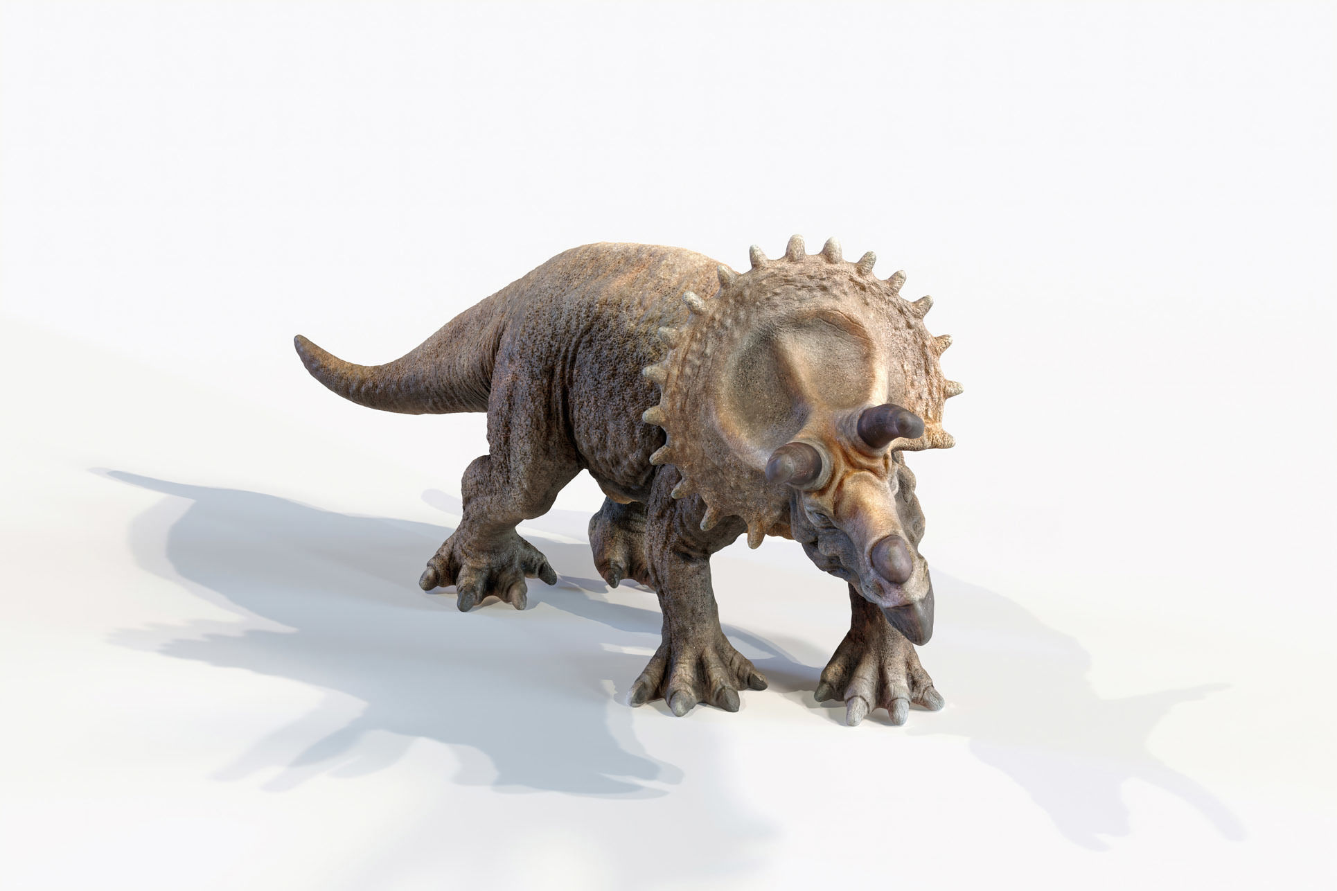 Triceratops dinosaur Low-poly 3D model_15