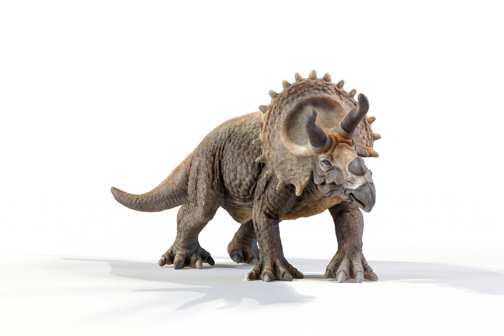 Triceratops dinosaur Low-poly 3D model_31