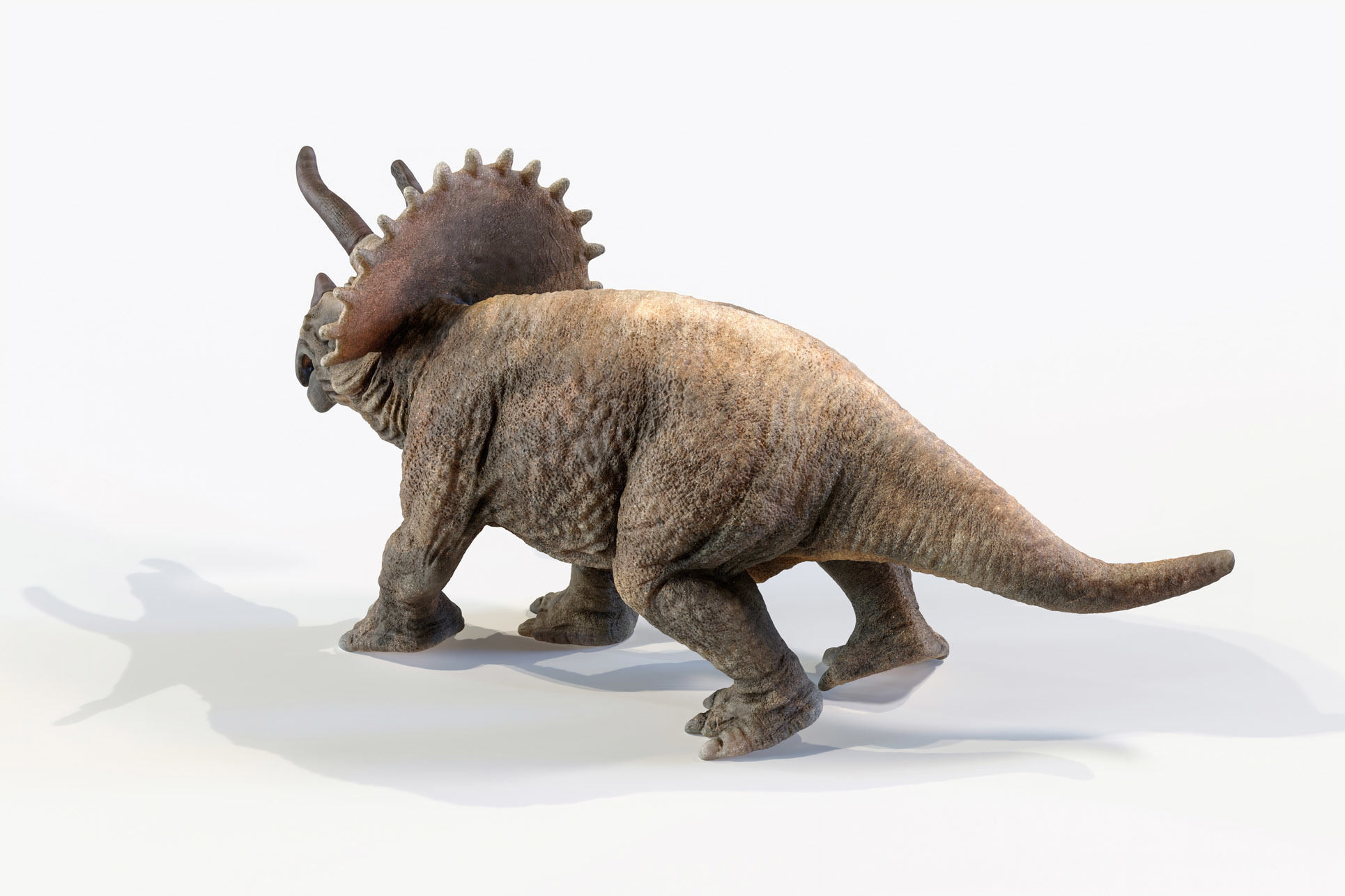 Triceratops dinosaur Low-poly 3D model_12