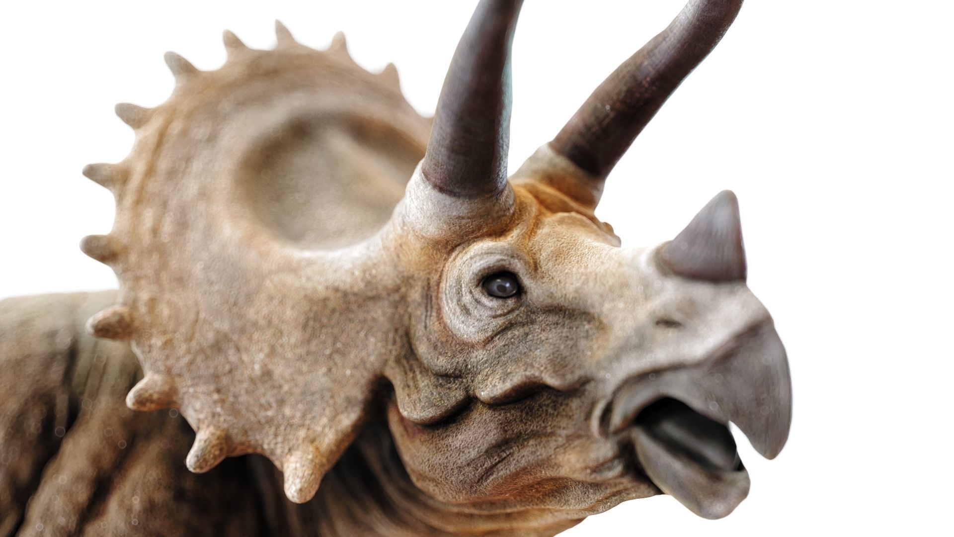 Triceratops dinosaur Low-poly 3D model_3