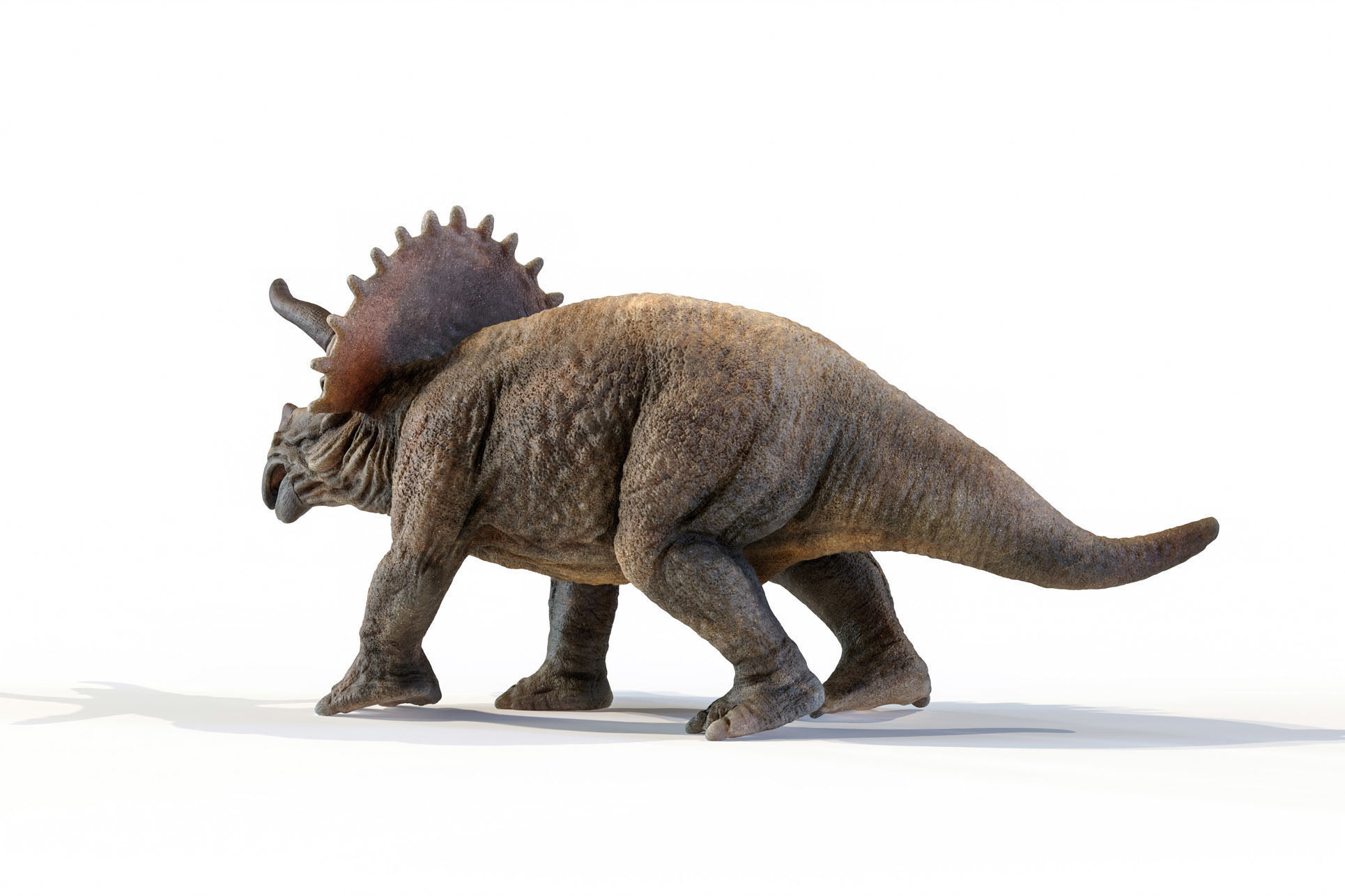 Triceratops dinosaur Low-poly 3D model_28