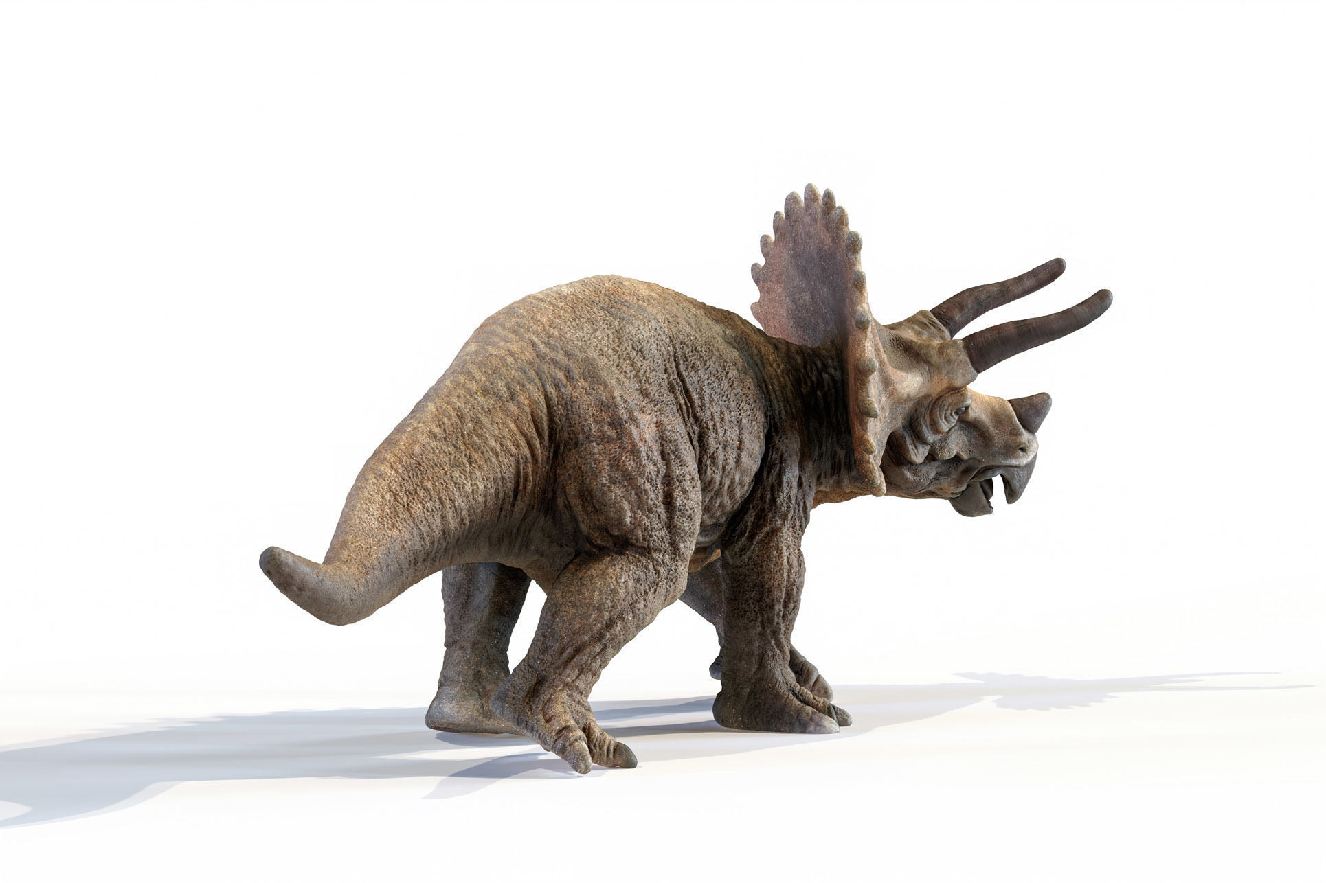 Triceratops dinosaur Low-poly 3D model_26