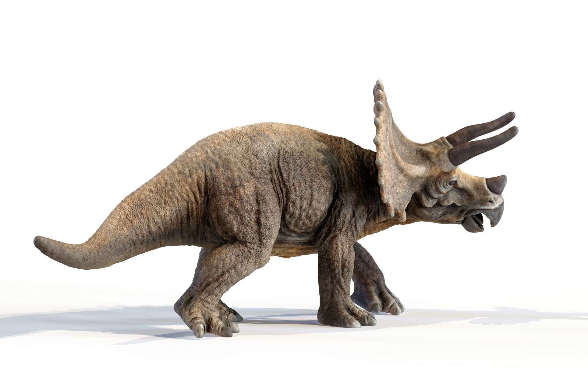 Triceratops dinosaur Low-poly 3D model_25