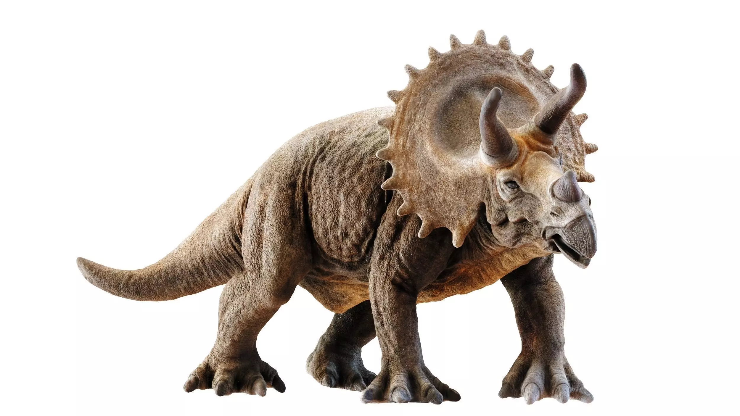 Triceratops dinosaur Low-poly 3D model_0