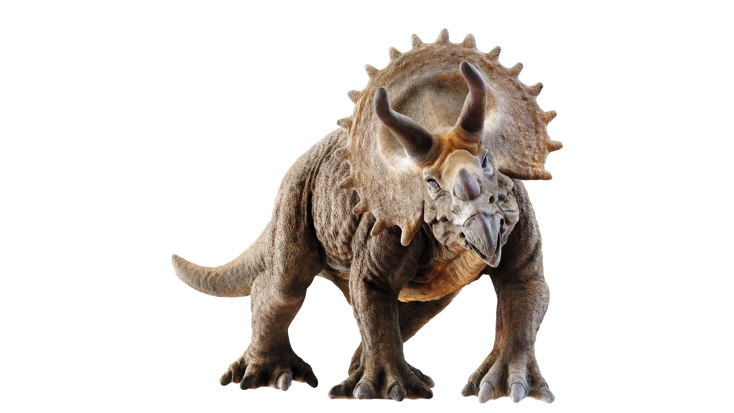Triceratops dinosaur Low-poly 3D model_2